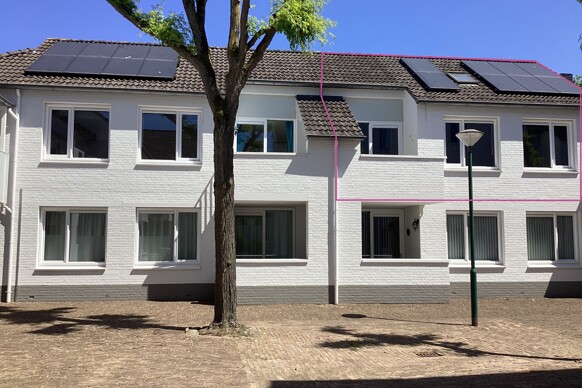 Kruishout 55